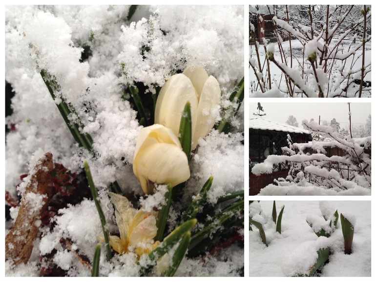 А за окном... Весна под снегом...