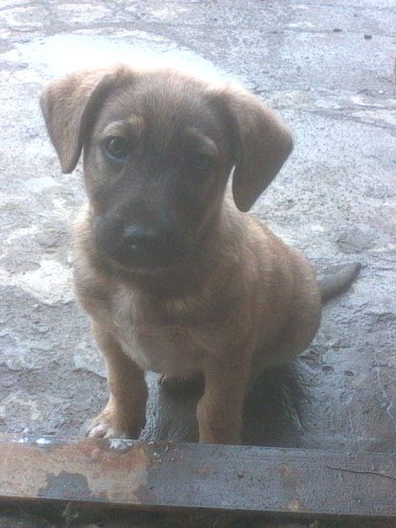 завут его теперь Дружок