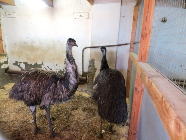 Поездка в частный зоопарк в г. Раменское