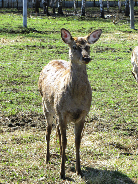 Поездка в частный зоопарк в г. Раменское