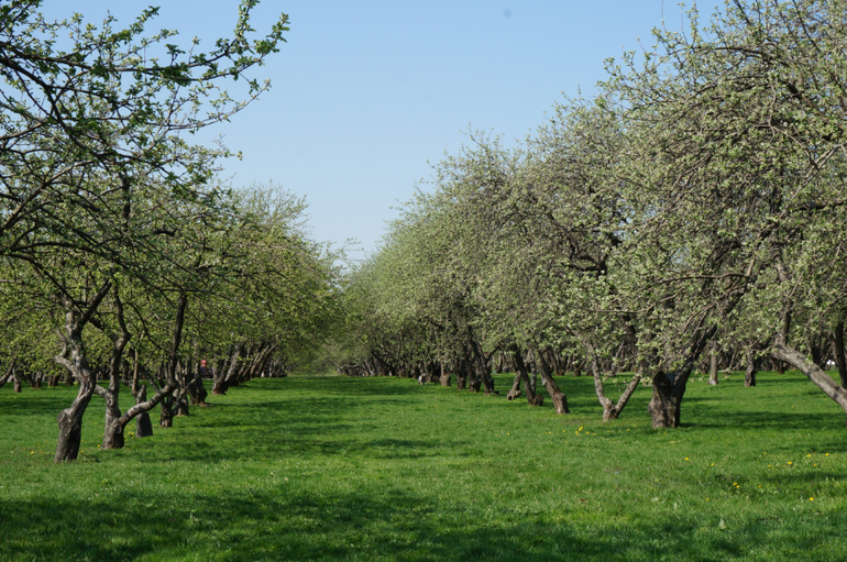 Отчет о Коломенском на 1 мая!