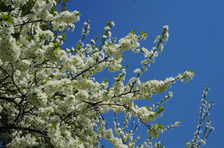 Отчет о Коломенском на 1 мая!