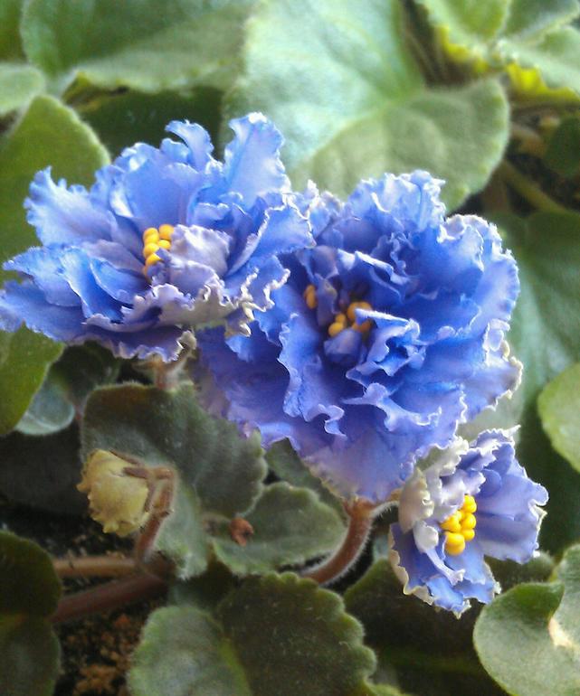 Девочки, кто-нибудь знает, что это за сорт?