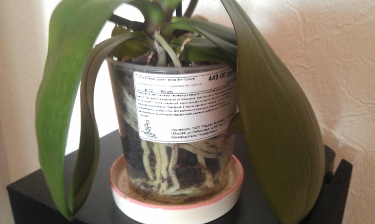 Новые орхидеи - новые вопросы.