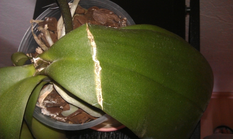 Новые орхидеи - новые вопросы.