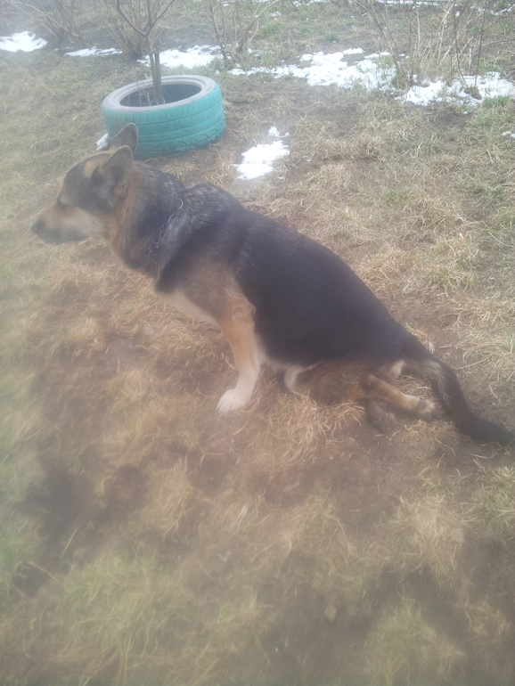 Восточно-Еропейская овчарка-сбила машина отнялись лапы