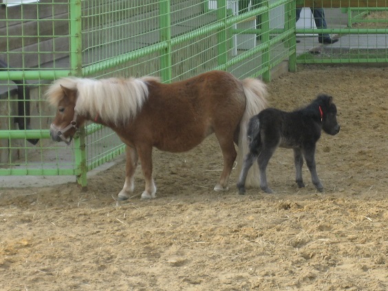 Национальный Конный Парк «РУСЬ»