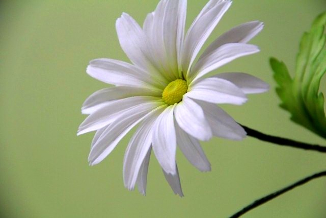 Отчет, о прошедшем курсе по сахарной флористике от  Виктории Кулбжевой