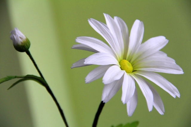 Отчет, о прошедшем курсе по сахарной флористике от  Виктории Кулбжевой