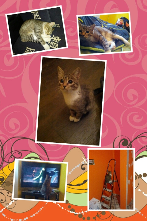 Маруся - пока еще просто кошка!