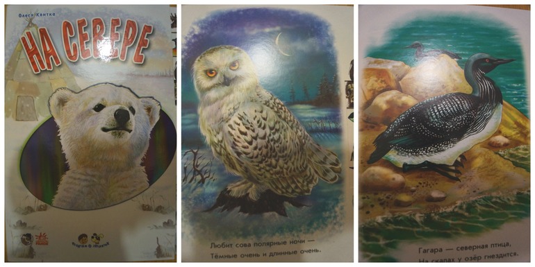 ТН Арктика и Антарктида. ФМ. День 4. Птицы.