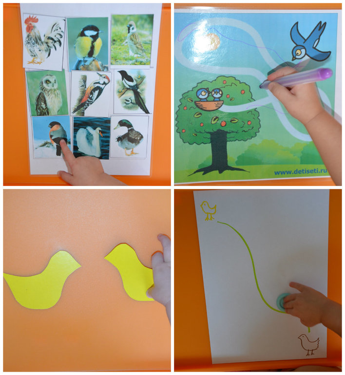 ТН Птицы. Городские.