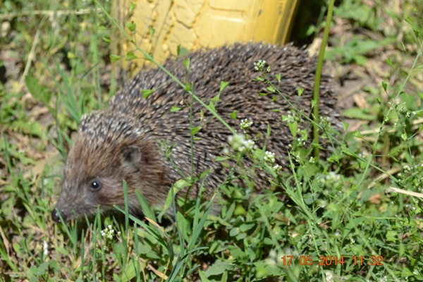 Игры на улице. Домик для фей