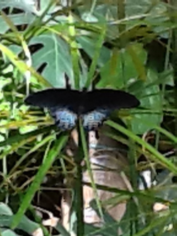 ВВЦ Дом  Бабочек 02.05.2014