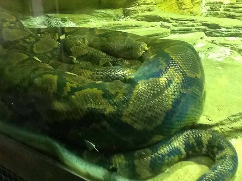 ЗООПАРК продолжение 01.05.2014