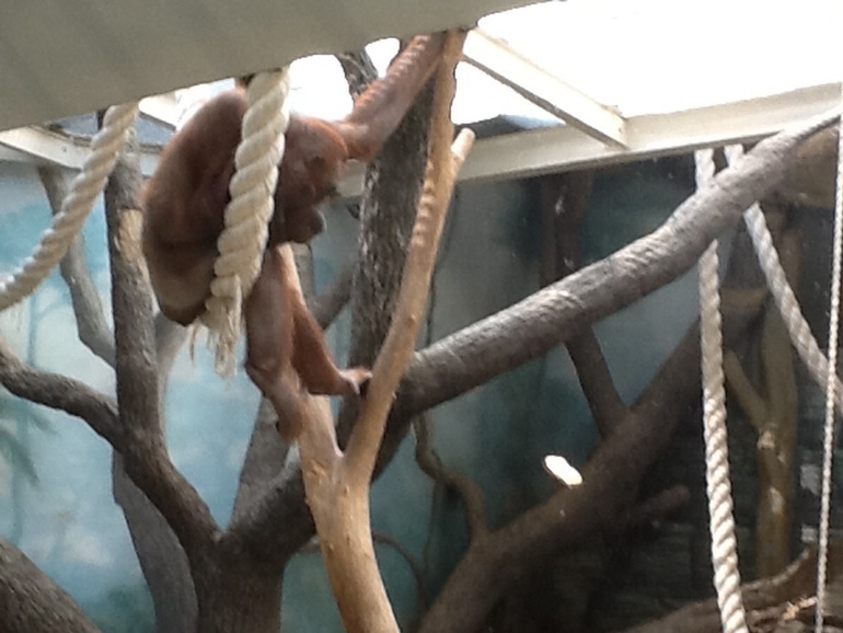 ЗООПАРК  продолжение 01.05.2014