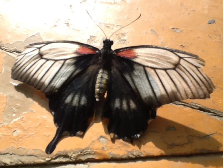 ВВЦ Дом  Бабочек 02.05.2014