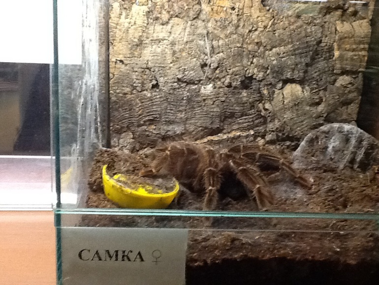 ВВЦ Дом  Бабочек 02.05.2014