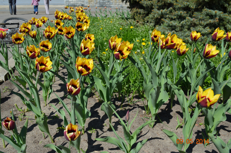 день победы... парад