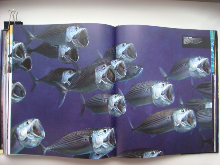 Животные. Большая иллюстрированная энциклопедия