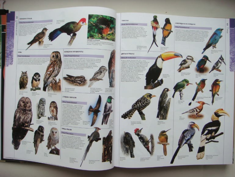 Животные. Большая иллюстрированная энциклопедия