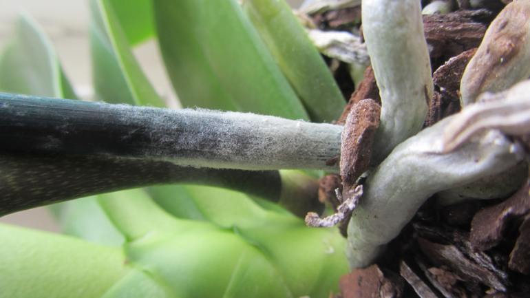 Помоги не загубить орхидею