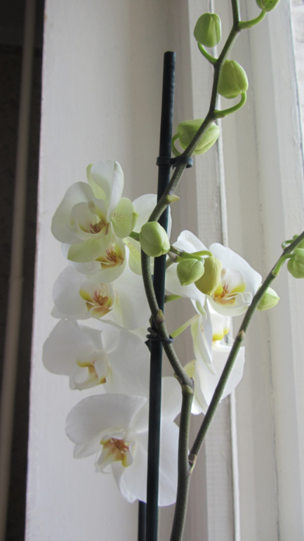 Помоги не загубить орхидею