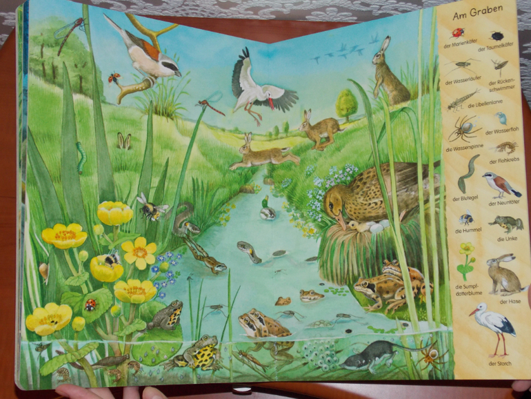 Развороты Mein erstes Wimmelbuch - Bach und Teich by Christine Henkel