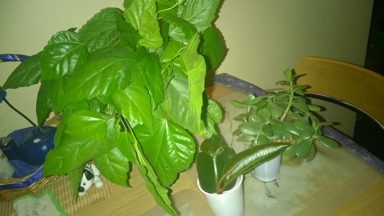 Отростки/черенки комнатных растений, Каховская/Севастопольская