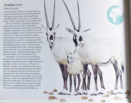 Ребятам о зверятах. Интерактив, 3D, зарядка для мозга!