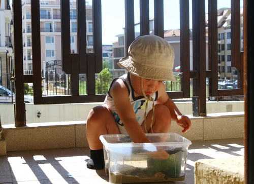 Море дома, или ахатины подождут...