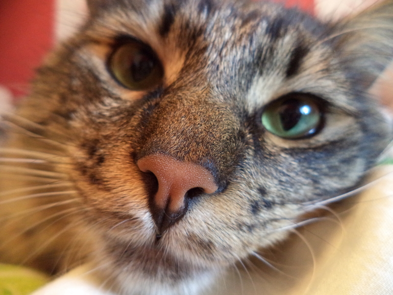 Котики