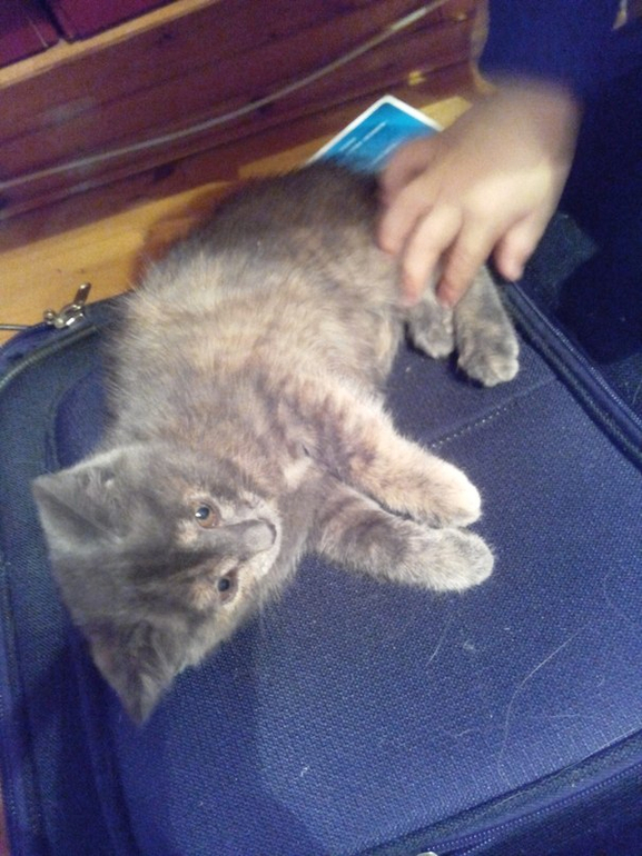 Как определить - кошка дворовая или породистая?