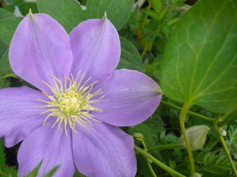 И снова о цветах