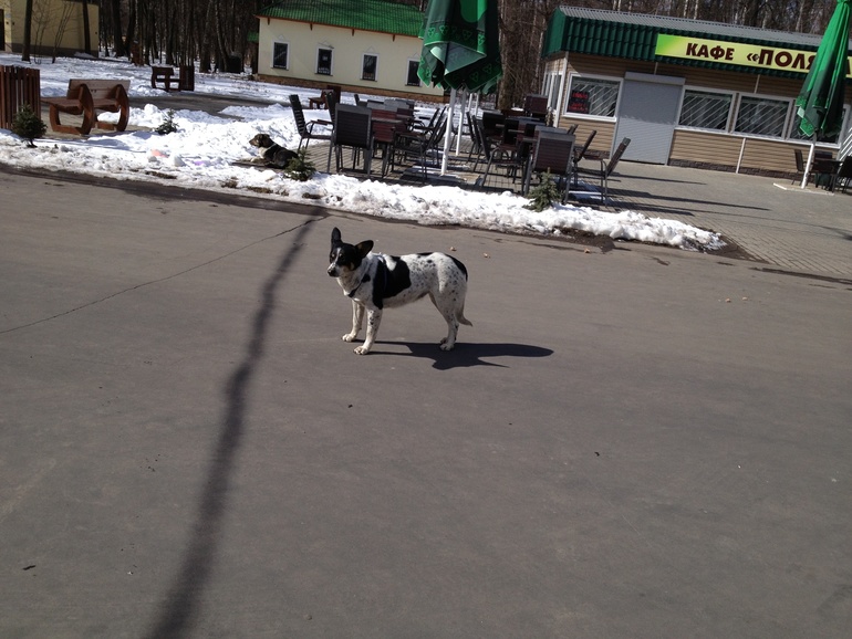 Собака в шлейке в Измайловском парке бегает.