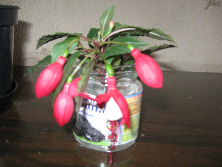 Мои новые жители