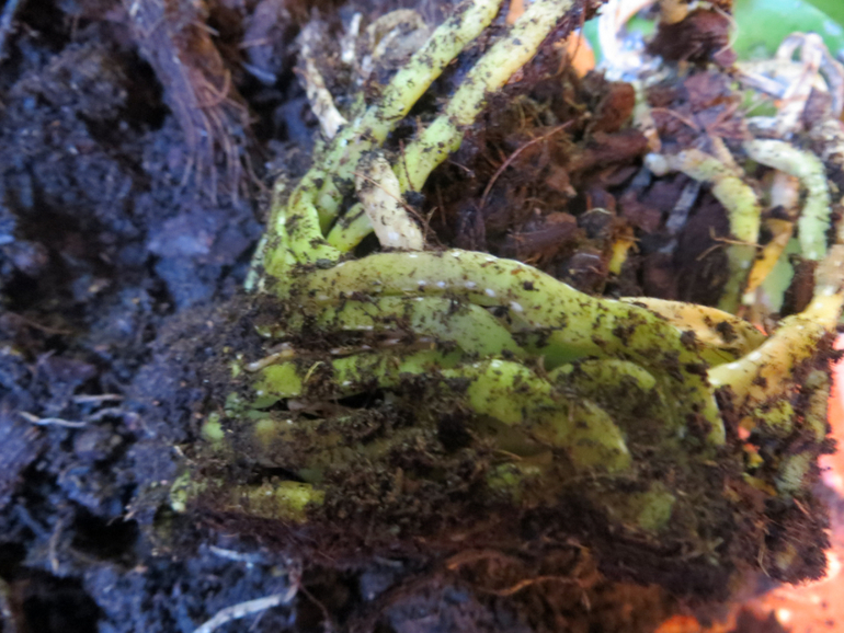 Спасите мою Орхидейку(((((