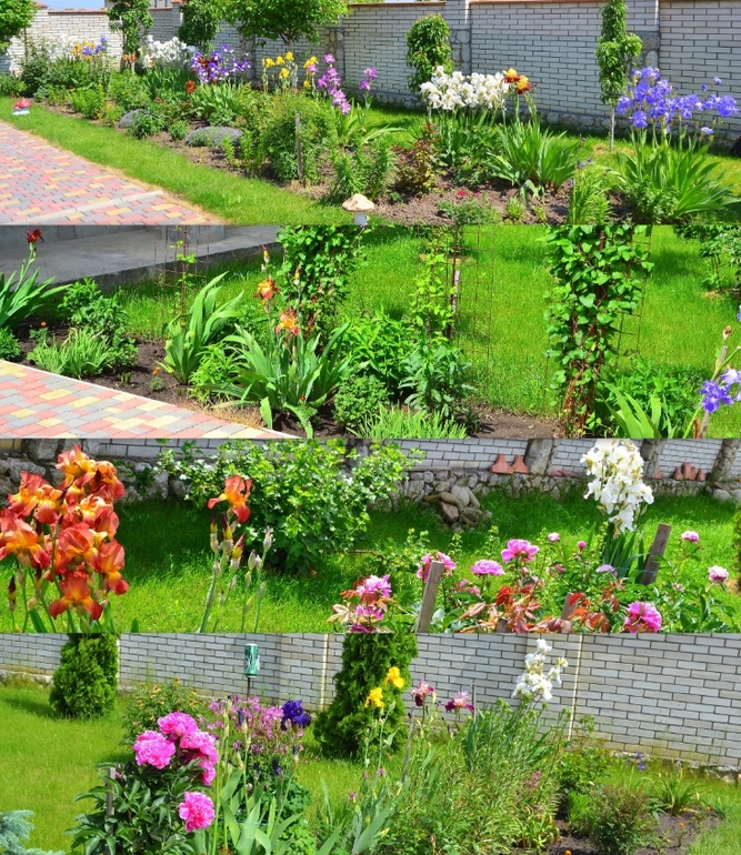 Ирисы - энергия красоты