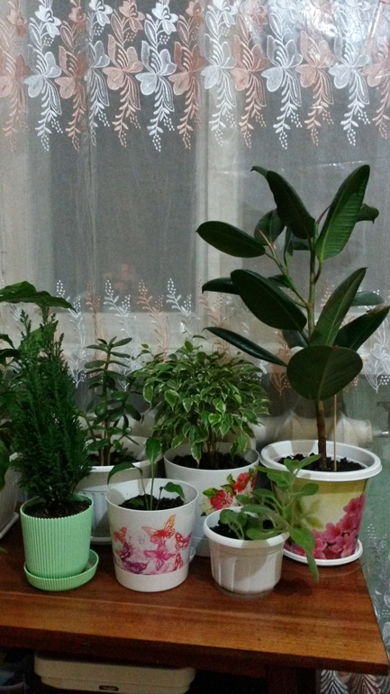 моя домашняя живность))