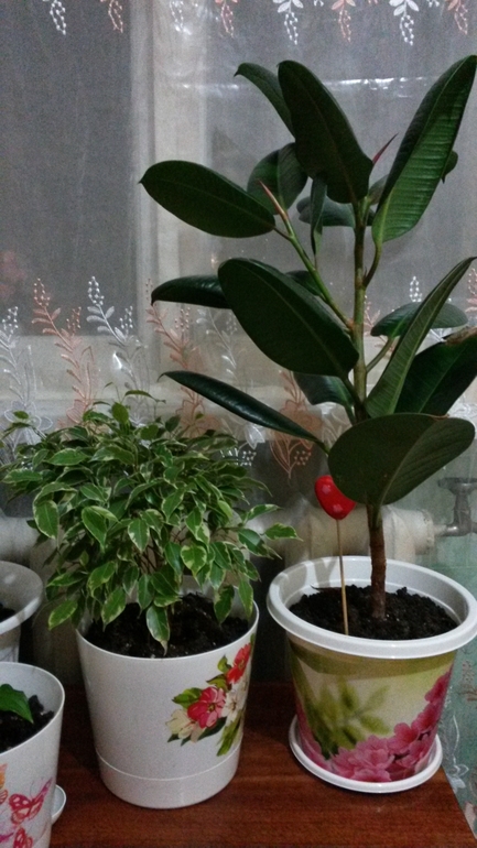 Пополнение ))