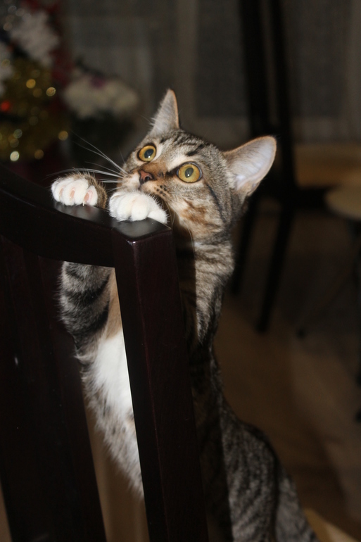 Клёвый котик.