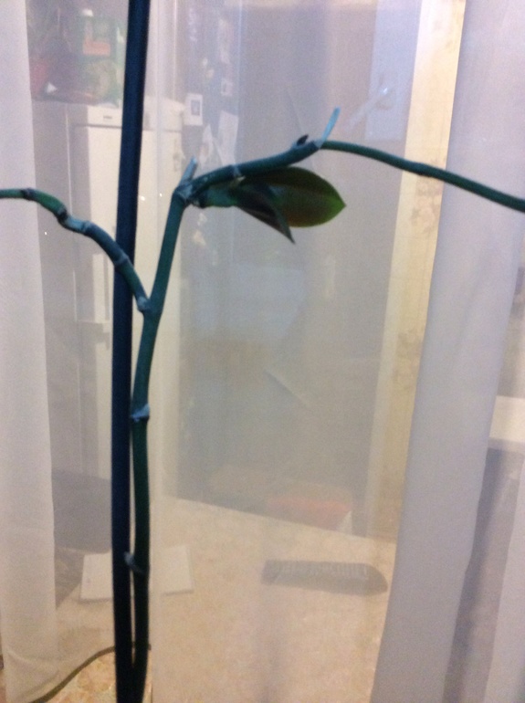 Рассадить орхидею