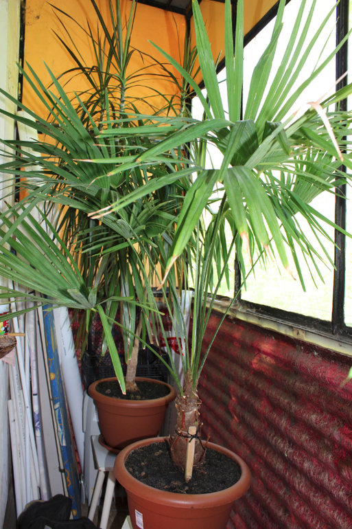 Эволюция продолжается)))