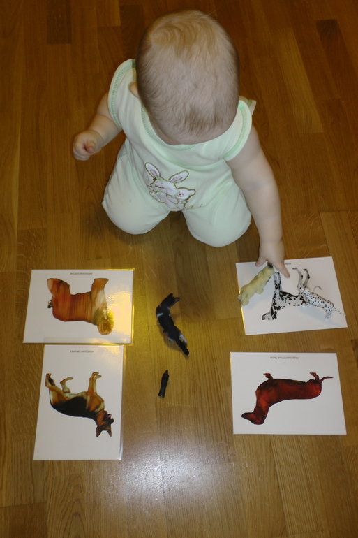 ФМ Домашние животные