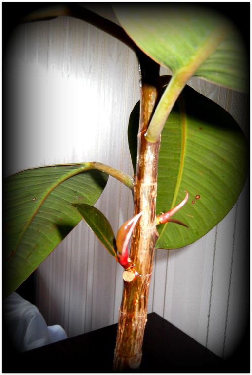 Мой Фикус.....