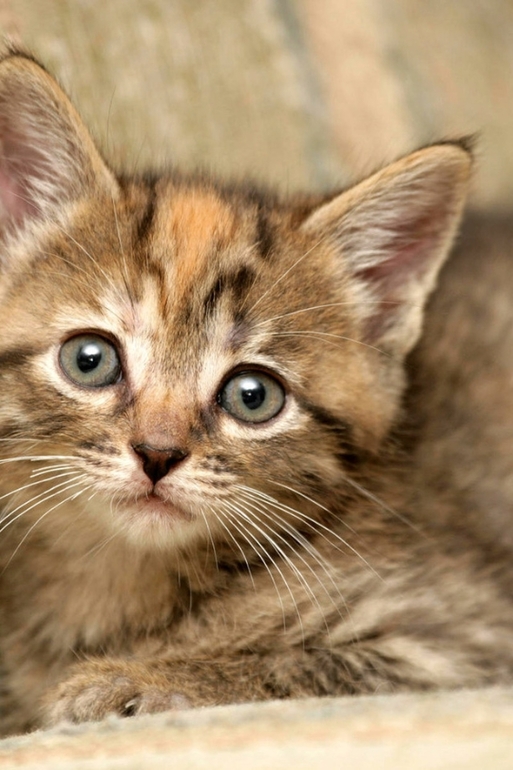 Стерилизация кошки - стресс для хозяина :)