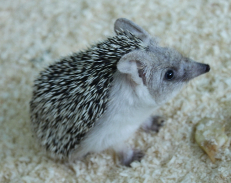 Контактный зоопарк, Теплый стан