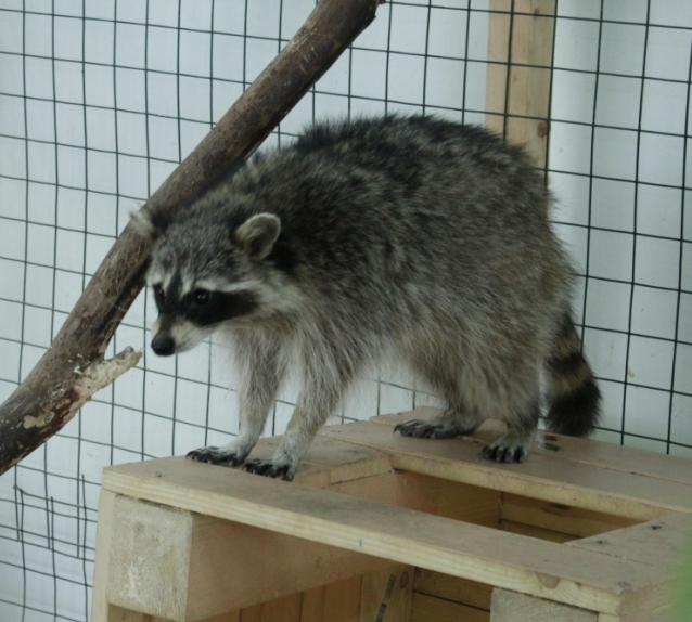 Контактный зоопарк, Теплый стан