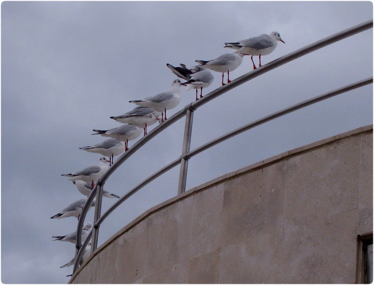 Порторож, Словения, 2010