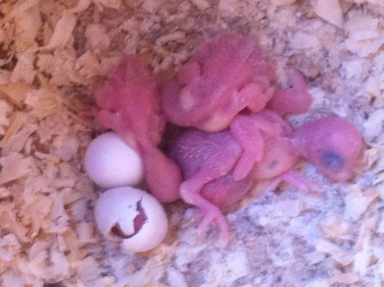 Расскажу и я о нашей семейке волнистиков))